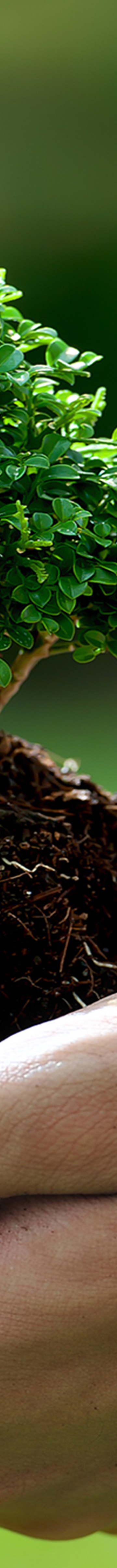 tree-image